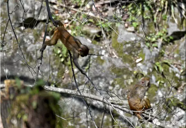 陇南这片原始森林中的“国宝”